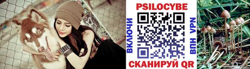 где найти   Истра  Псилоцибиновые грибы Psilocybe 